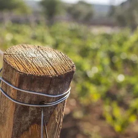 Fuori Dal Mondo Noci